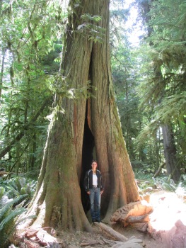 I stopped in at Cathedral Grove which is located between Qualicum Beach  and Port Alberni on Highway 4.  The trees are between 300 and 800 years old with some of them as high as 250 feet and circumferences of up to 9 feet!
